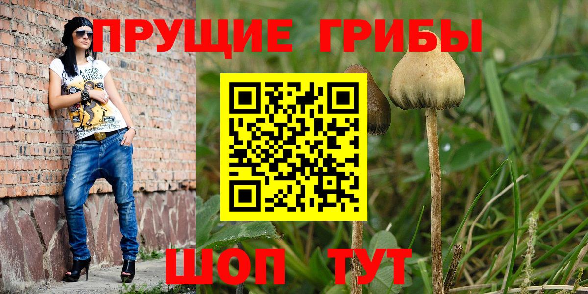 Псилоцибиновые грибы Cubensis Сокол